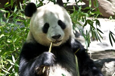 Ontdek de reuzenpanda in Ouwehands Dierrnpark
