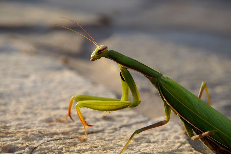 Bidsprinkhaan in Insektenwereld Doezoo Leens