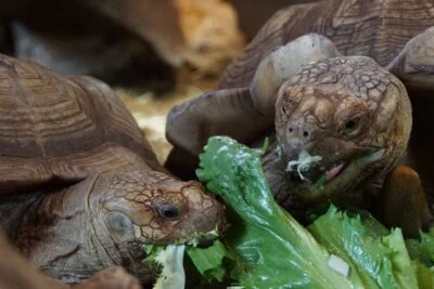 Etende schildpadden in Reptielenhuis de Aarde
